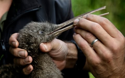 A great spotted kiwi - one of the birds which it is hoped will be protected by the new aim to eliminate rodents - Credit:  Mark Baker/AP