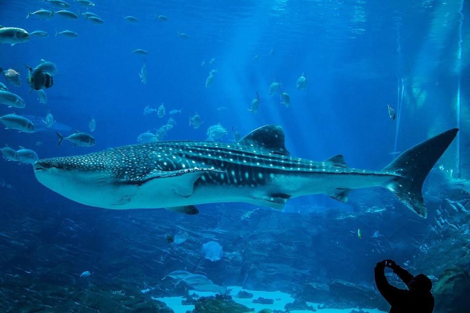 喬治亞水族館 (Photo by Pavel Kuritsyn, License: CC BY 3.0, 圖片來源web.archive.org/web/20161027164235/http://www.panoramio.com/photo/102359749)