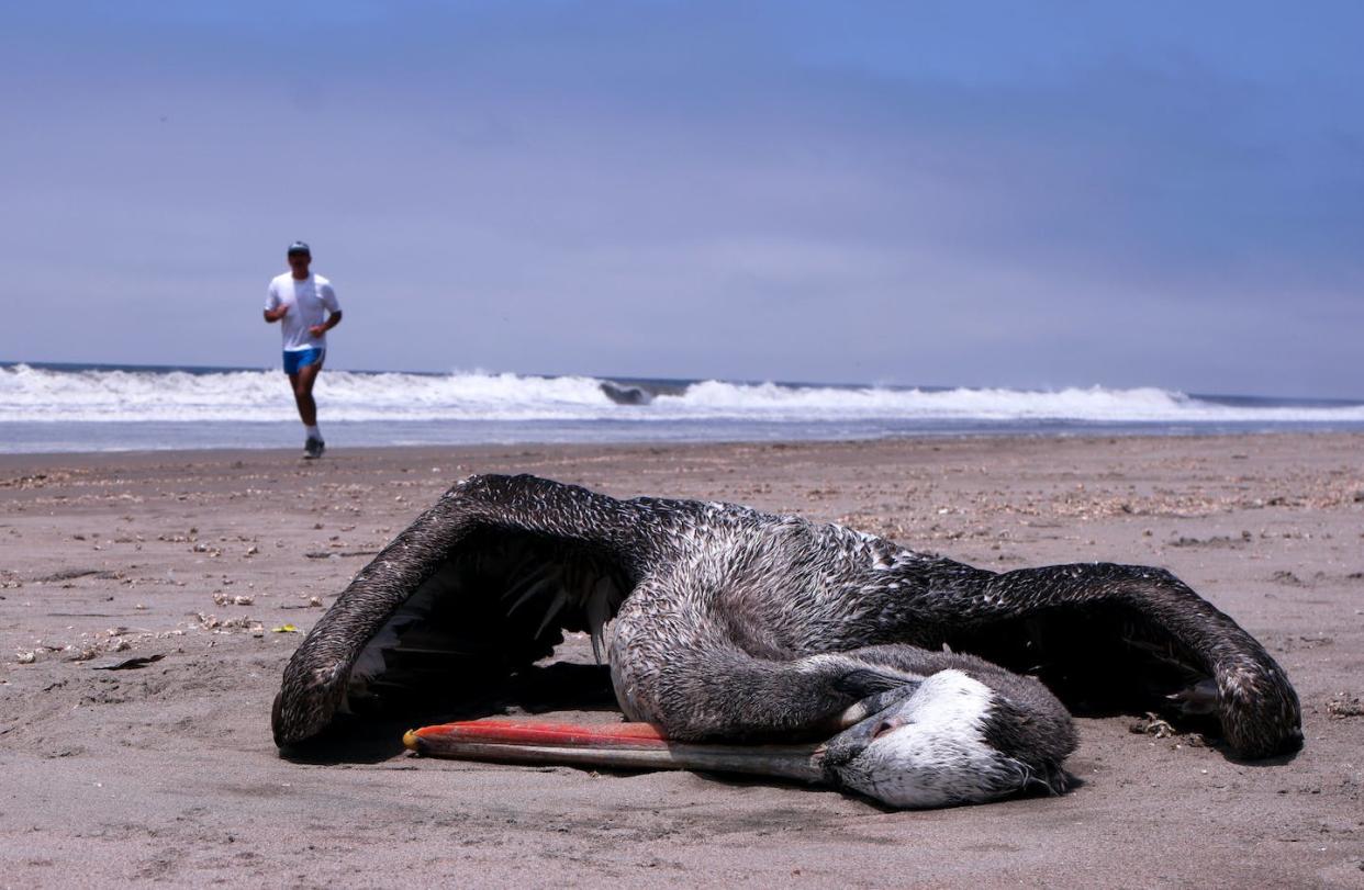 Wild birds like pelicans and ducks are getting infected with – and dying from – a new strain of avian influenza and have spread it to farm animals around the world. <a href="https://www.gettyimages.com/detail/news-photo/dead-pelican-is-seen-on-the-beach-in-lima-peru-on-december-news-photo/1245471646?phrase=bird%20flu&adppopup=true" rel="nofollow noopener" target="_blank" data-ylk="slk:Klebher Vasquez/Anadolu Agency via Getty Images;elm:context_link;itc:0;sec:content-canvas" class="link ">Klebher Vasquez/Anadolu Agency via Getty Images</a>