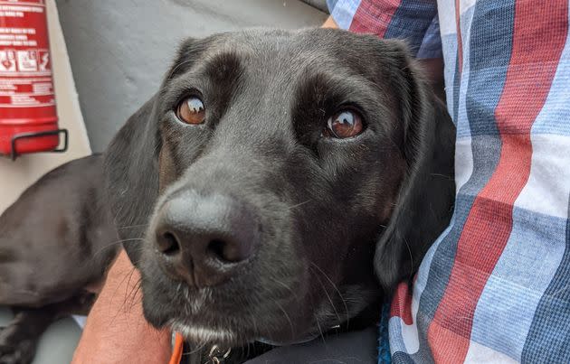 Bluebell, a rescue dog about 5 years old, isn't the same after an airline mix-up forced her to take a 63-hour journey across three continents, her owners say.