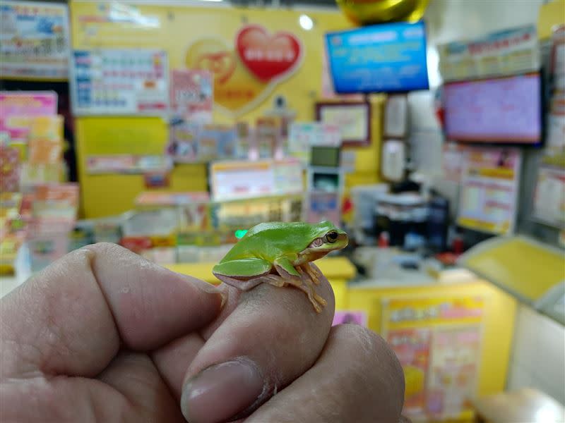 男子中獎後，彩券行裡養的一隻樹蟾也在當下瞬間鳴叫「發發發」，趕著來報喜。（圖／台中龍井抱發富彩券行提供)