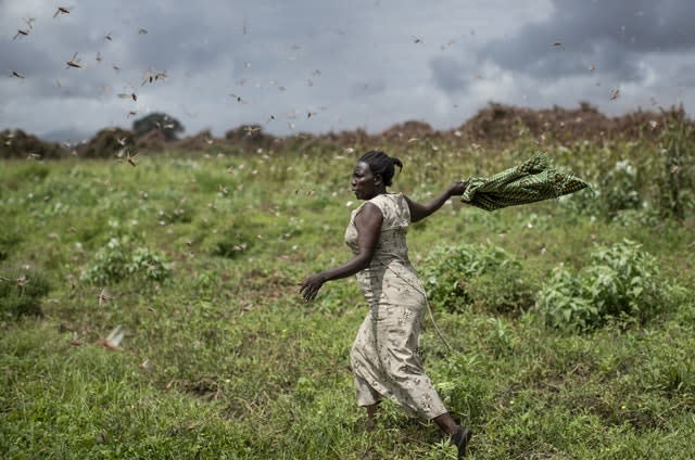 Kenya Africa Locust Outbreak
