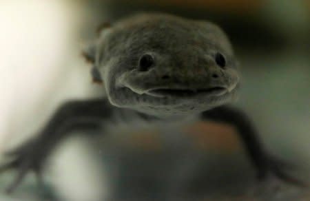An axolotl (Ambystoma mexicanum), or Mexican salamander, is pictured at the Biology Institute of the National Autonomous University of Mexico (UNAM) in Mexico City, Mexico May 25, 2018. Picture taken May 25, 2018. REUTERS/Carlos Jasso