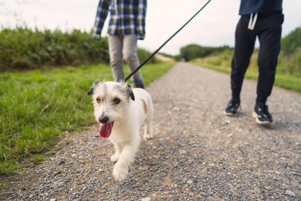 Que los paseos con tu mejor amigo sean disfrutables y no una tortura a la hora de recoger sus heces/Getty Images.