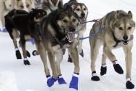 The lead dogs for musher Bailey Vitello of Milan, New Hampshire, run down Fourth Avenue during the Iditarod Trail Sled Dog Race's ceremonial start in downtown Anchorage, Alaska, on Saturday, March 4, 2023. The smallest field ever of only 33 mushers will start the competitive portion of the Iditarod Sunday, March 5, 2023, in Willow, Alaska. (AP Photo/Mark Thiessen)