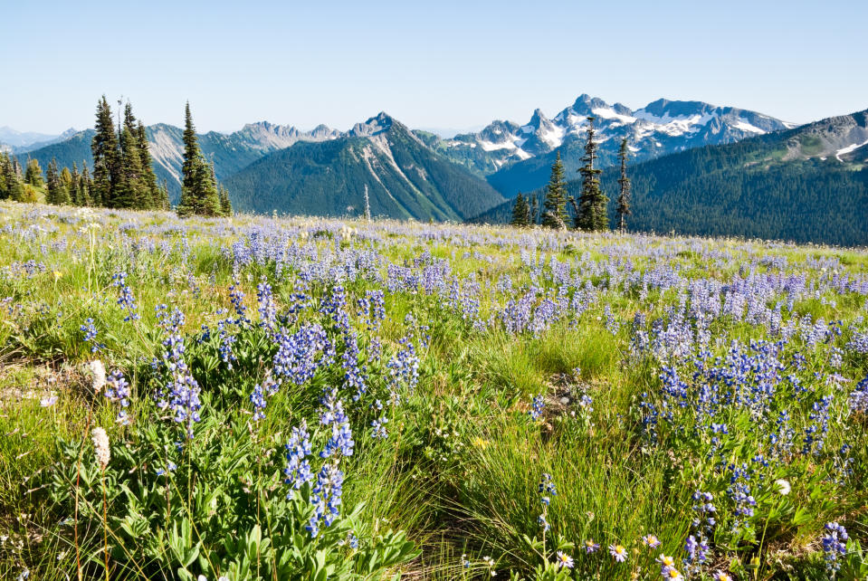 Lupines and mountains at Mt. Rainier National Park