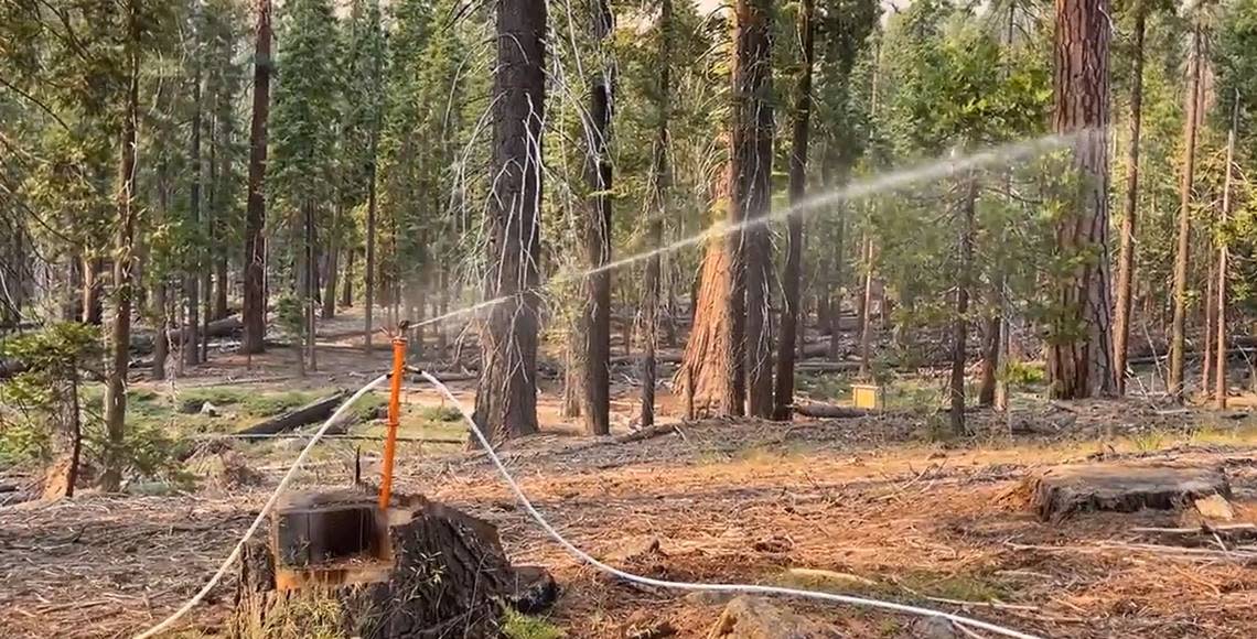 A temporary sprinkler sprays water on and around trees in Yosemite National Park’s Mariposa Grove as one way to reduce the danger that the Washburn Fire poses to the grove’s giant sequoia trees.