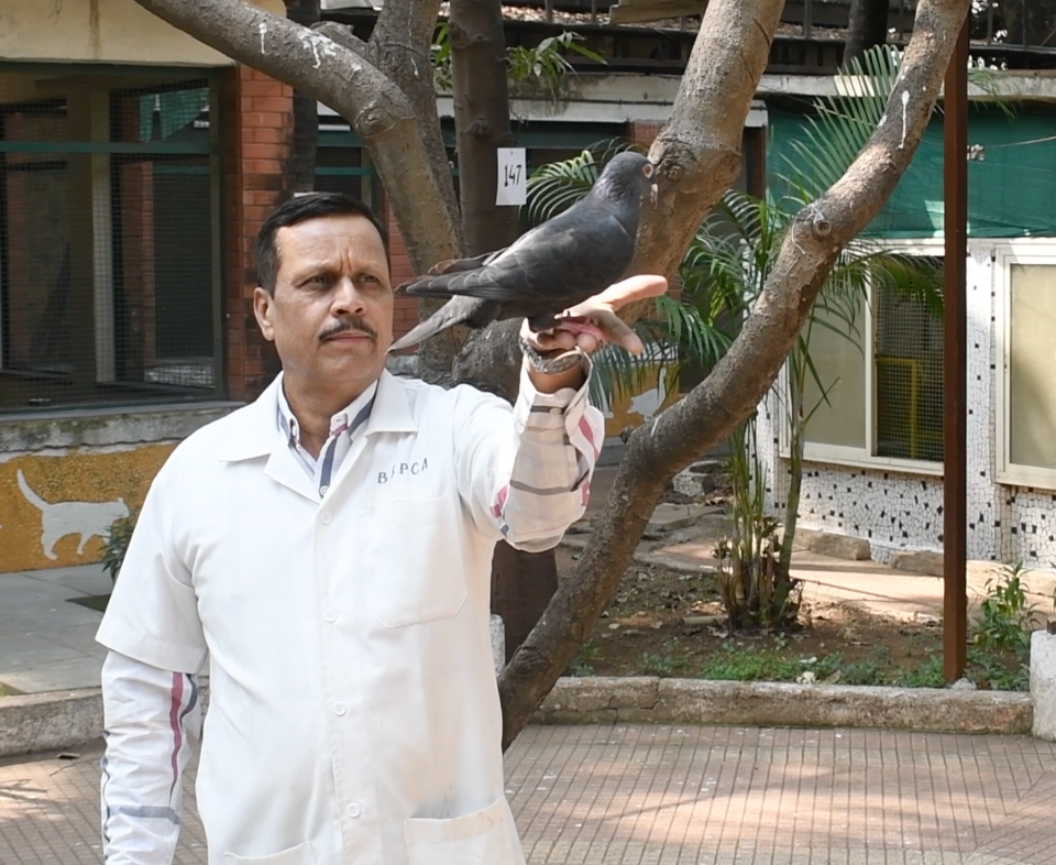 Die Taube wird von einem Mitarbeiter des Krankenhauses freigelassen. - Copyright: Bombay Society for the Prevention of Cruelty to Animals