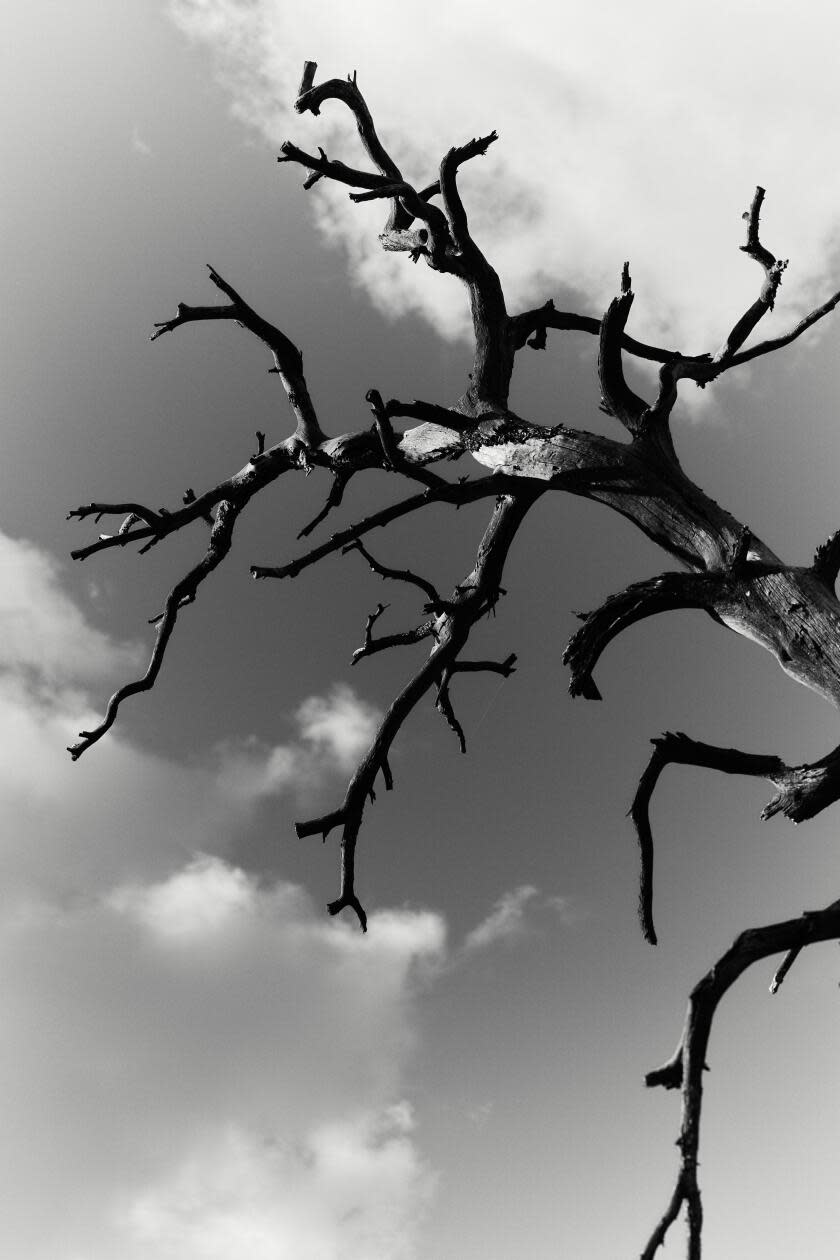 Leafless branches on a tree against a cloudy sky in a black-and-white photo. 