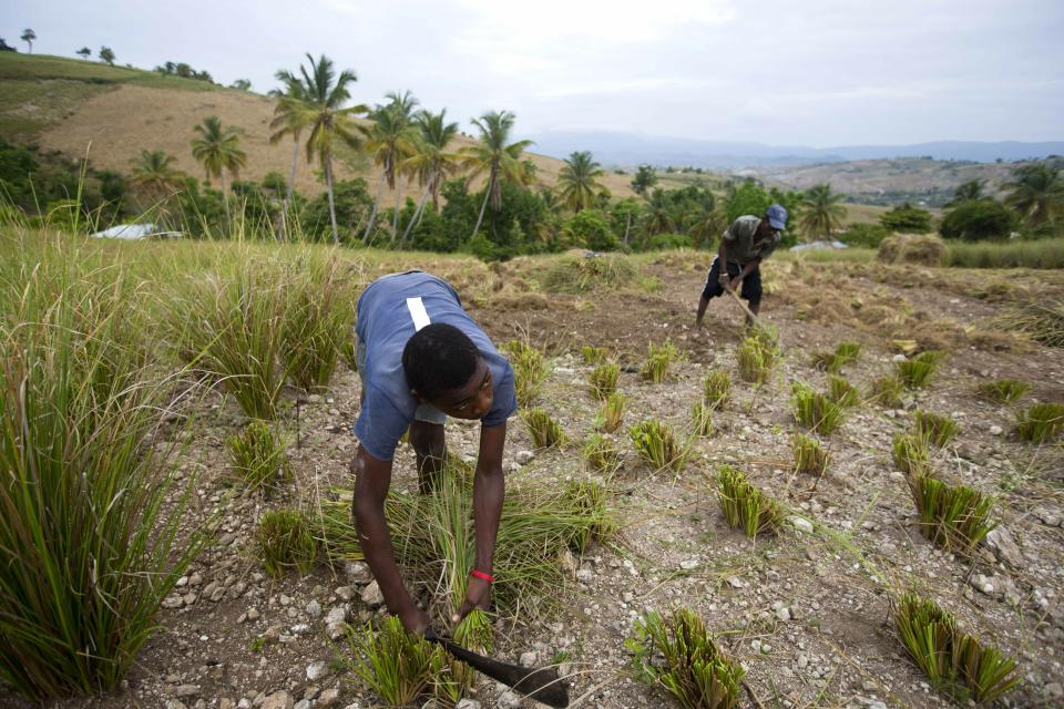 In this May 27, 2019 photo, Frito Absolu uses a machete to trim vetiver plants on a hillside in Les Cayes, Haiti. Vetiver oil, which is used for cosmetics, soaps and aromatherapy, is the one bright spot in a flailing agricultural industry in Haiti beset by widespread erosion, lack of funding and extreme weather conditions including droughts and floods. (AP Photo/Dieu Nalio Chery)