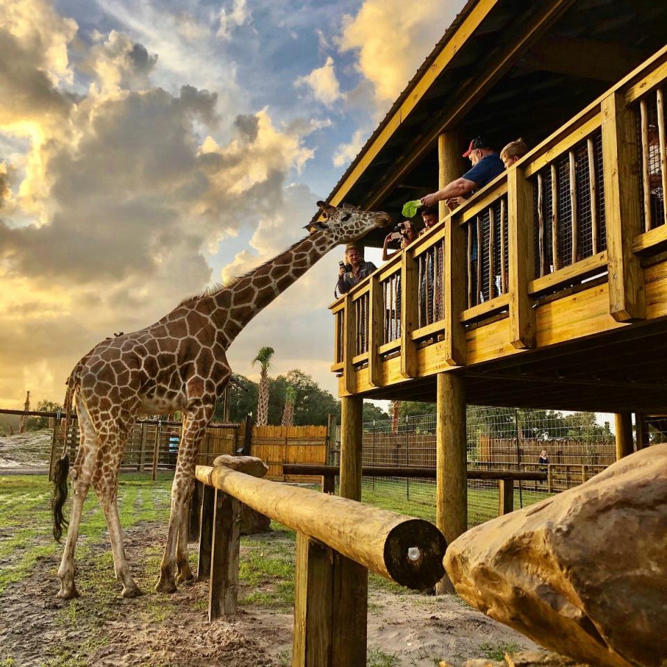 Feeding giraffes at Wild Florida (Wild Florida / supplied)