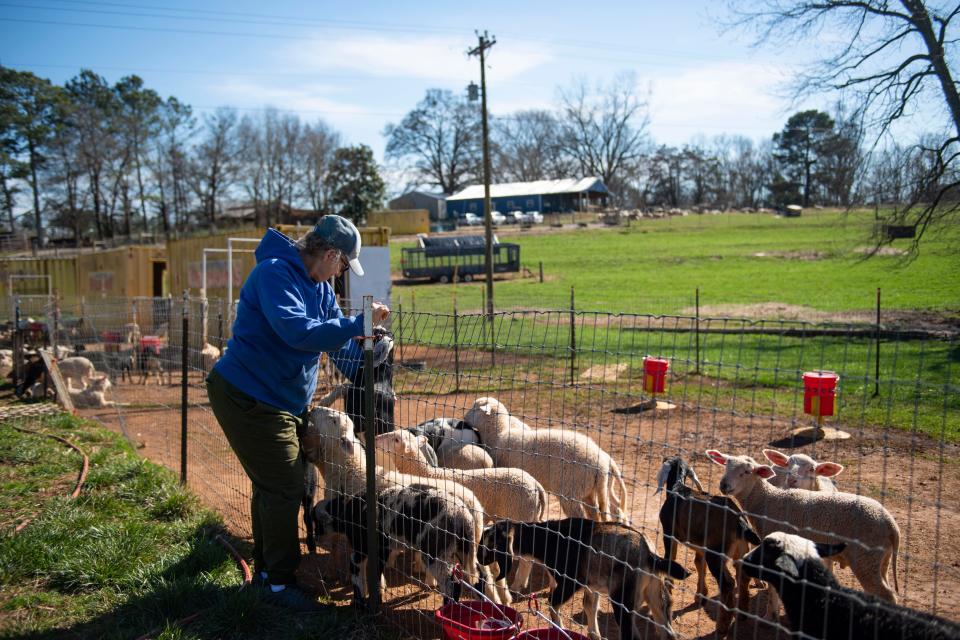 Debbie Webster, owner of Whispering Pines Farm in Seneca, S.C., visits with her goats and sheep on Thursday, Feb. 15, 2024. Drought in South Carolina has stunted the growth of grass on the farm forcing owner, Debbie Webster, to supplement her livestock's diet with hay.