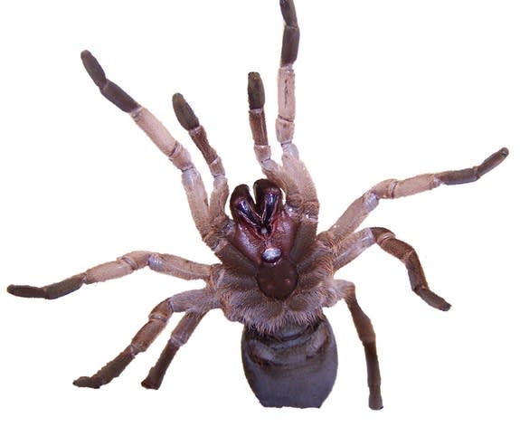 A new protein discovered in the venom of Australian tarantulas can kill prey insects that consume the venom orally.