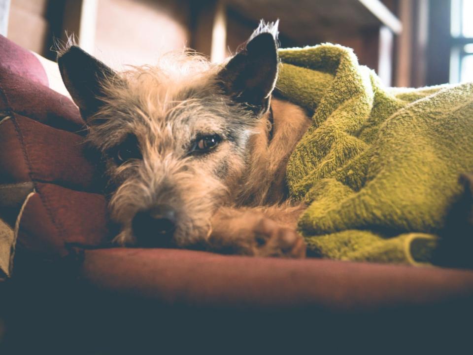 Keep dogs and cats calm during a thunderstorm by providing them with a safe space and keeping calm yourself (Getty Images/iStockphoto)