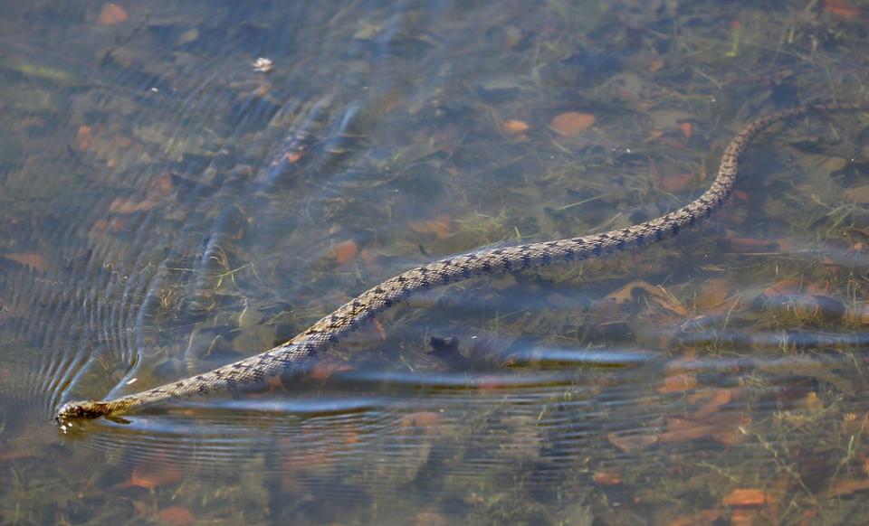 A snake swims in a water hazard on the eighth hole at Las Colinas Country Club in this 2015 file photo.