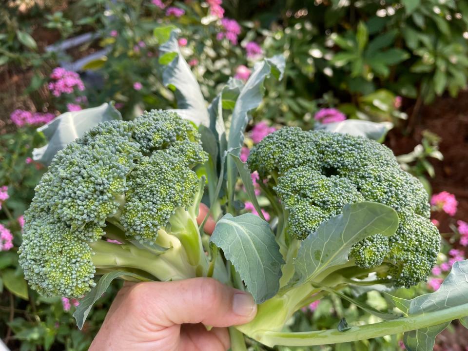 A fistful of fresh broccoli.