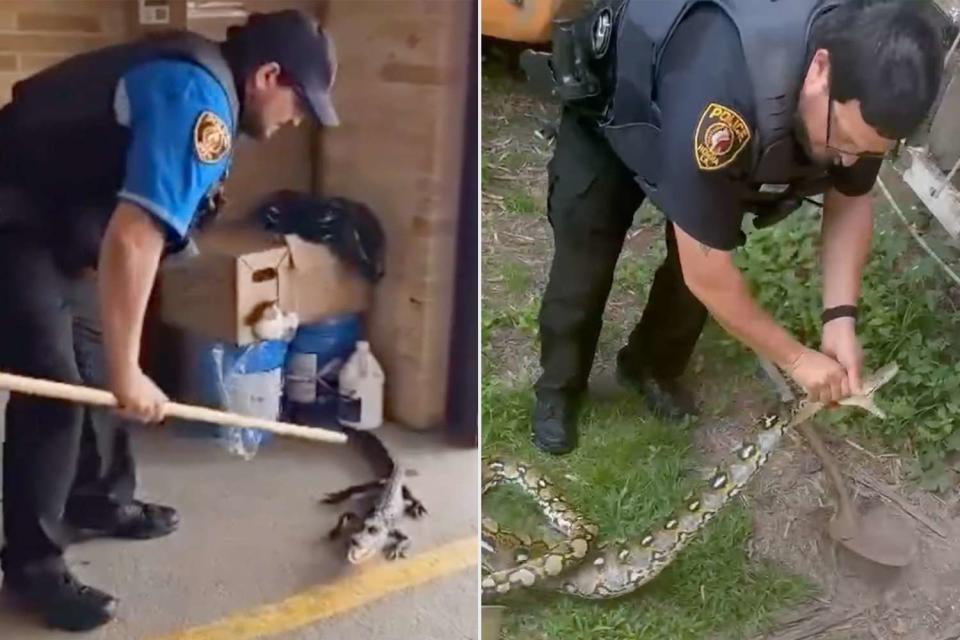 <p>Facebook/Houma Police Department (2) </p> Officer Donald Aubrey of the Houma Police Department handling an alligator (left) and a python snake