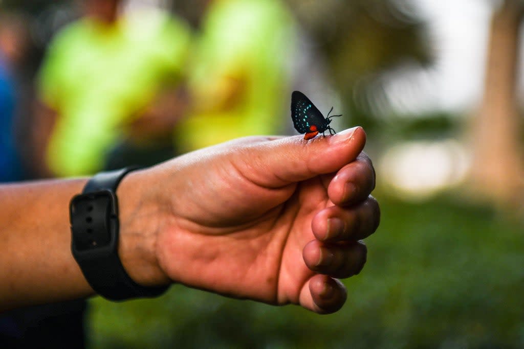 Rare and threatened insects are being sold online, the researchers said  (AFP via Getty Images)