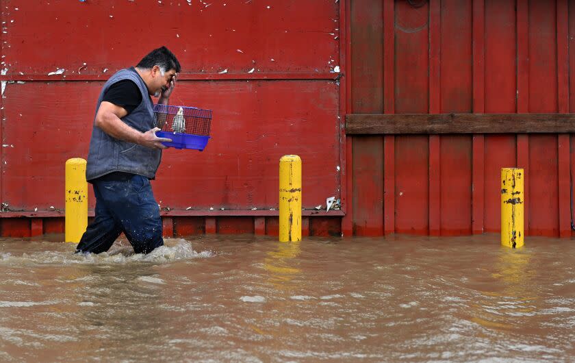 A man carries caged birds through thigh-deep water.