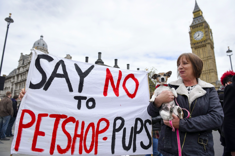 <em>The plans come on the back of the Lucy’s Law campaign which calls for an immediate halt to the sale of young pets by third-party commercial dealers (Rex)</em>