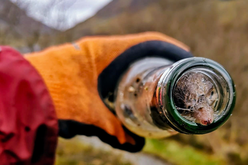 The saddening discovery was made by teams at Glencoe National Nature Reserve