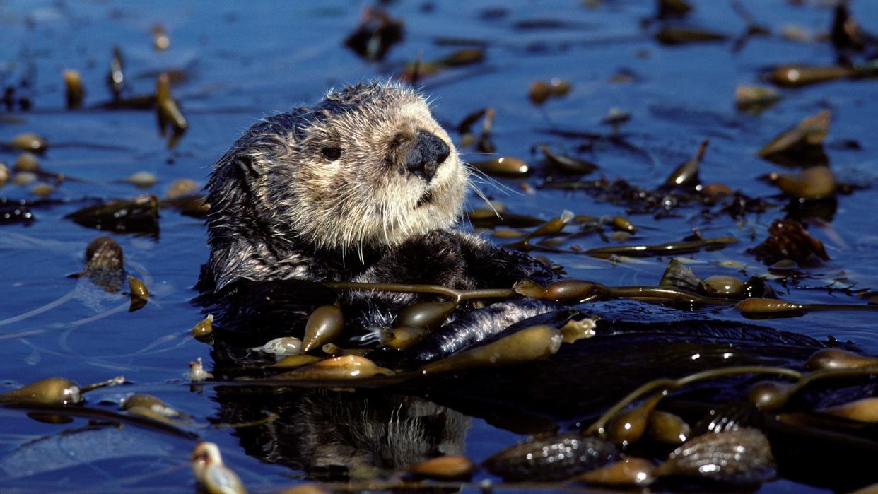 A sea otter resting in a kelp bed in Monterey Bay, California.