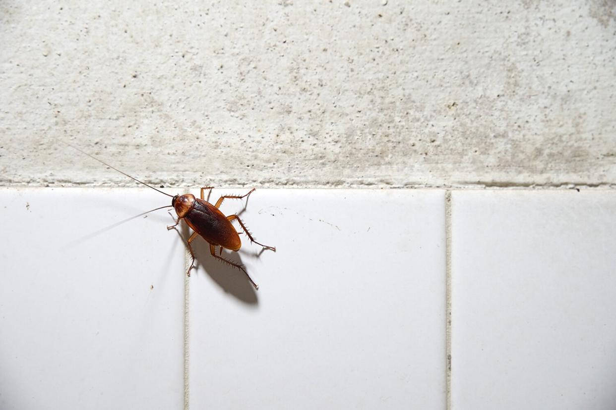 Cockroach crawling on white tile wall