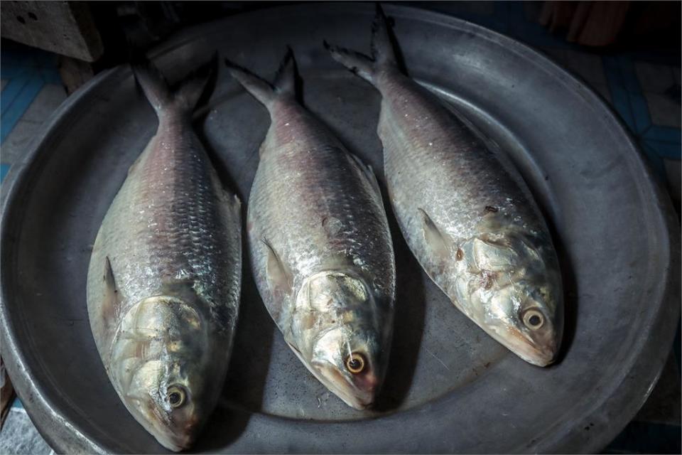 水族館省成本竹筴魚成鯖魚　企鵝扭頭拒進食真的「氣鵝」了