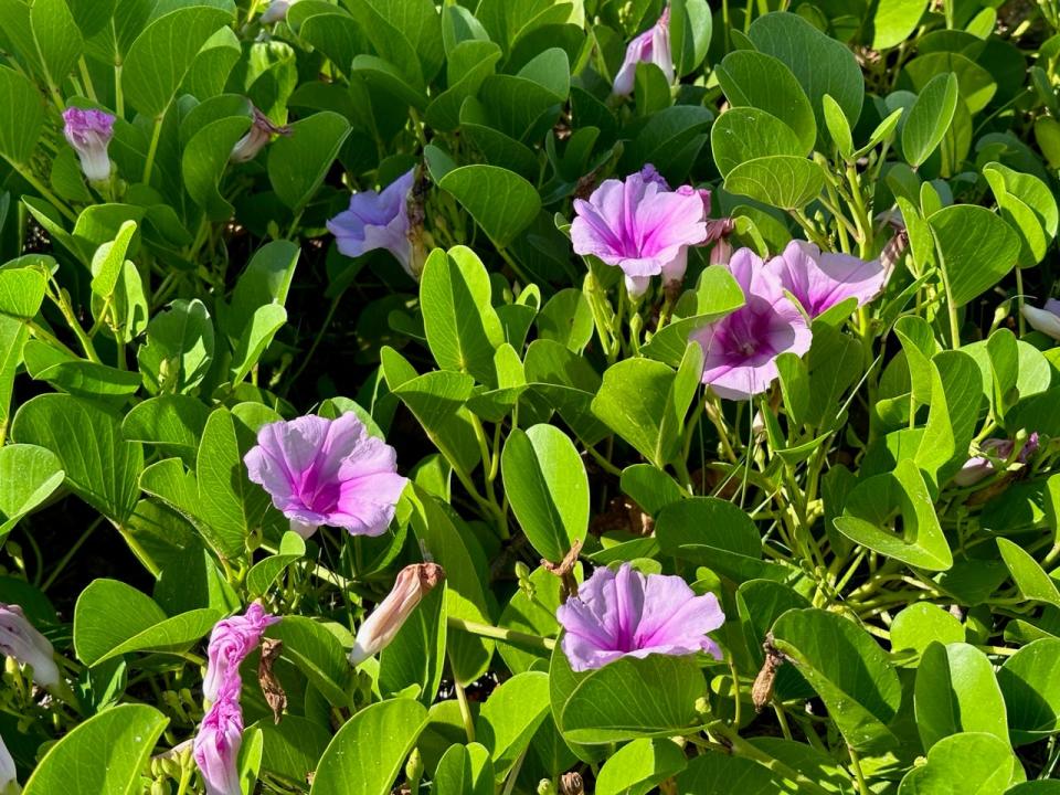 Railroad vine is beautiful along a shoreline while protecting beaches from erosion.
