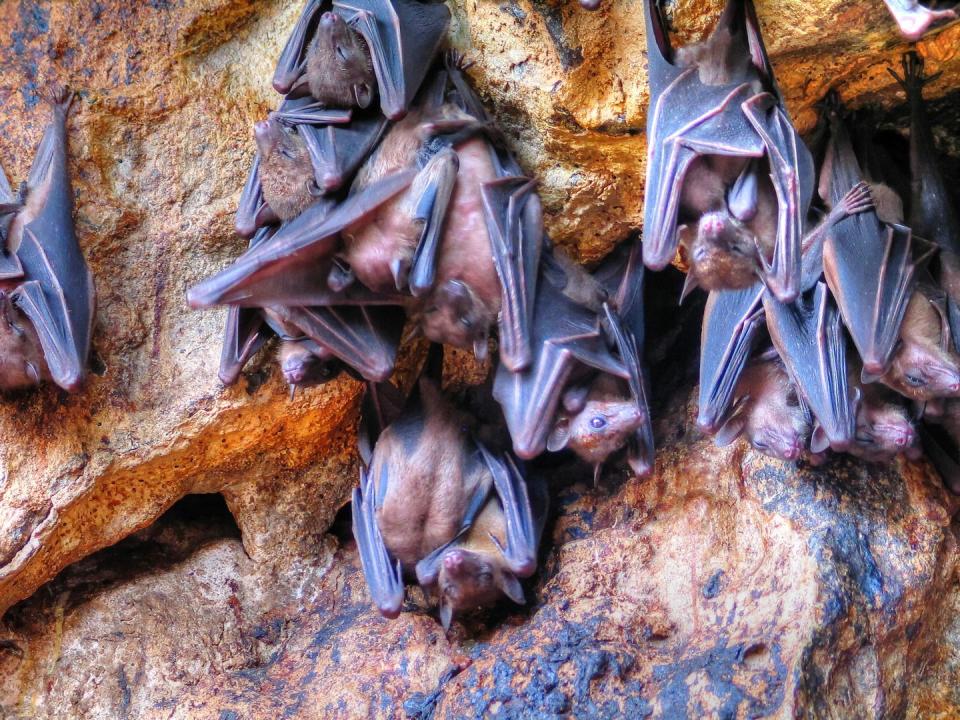 Bats stay warm by wrapping their wings around their bodies.