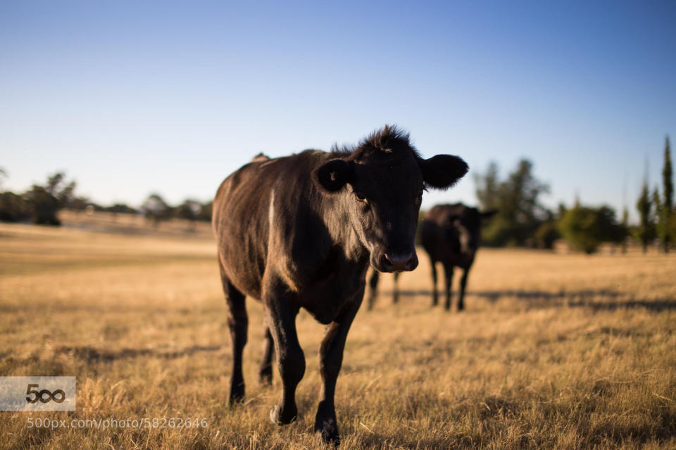 Cow at Tuggeranong Homestead