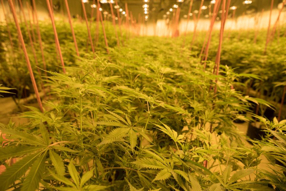 Marijuana plants sit in one of the 3 grow rooms which are lit with lights designed to replicate sunlight in a climate controlled space at Compassionate Care Research Institute in Newark. 