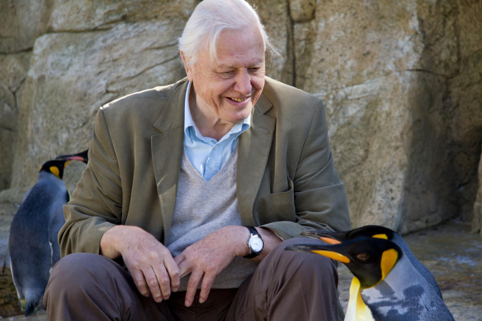 Sir David Attenborough in David Attenborough's Natural Curiosities (BBC)