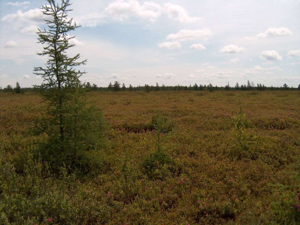 A view of the Alfred Bog from its 'bogwalk.' (South Nation Conservation Authority - image credit)