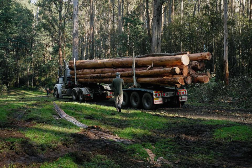 A logging truck leaving the Yarra Ranges National Park.