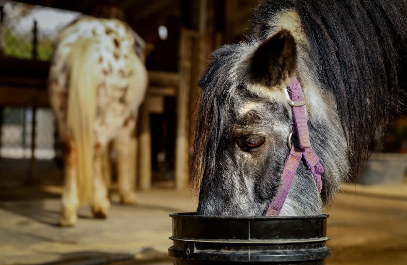 LOS ANGELES-CA - DECEMBER 6, 2022: A pony drinks water during a break between rides at Griffith Park Pony Rides on Tuesday, December 6, 2022. The city of Los Angeles will end its contract with Griffith Park Pony Rides due to threats of a lawsuit from an animal rights group. The group claims that the ponies were kept in inhumane conditions. Owner, Steve Weeks, is looking for new homes for its ponies. (Christina House / Los Angeles Times)