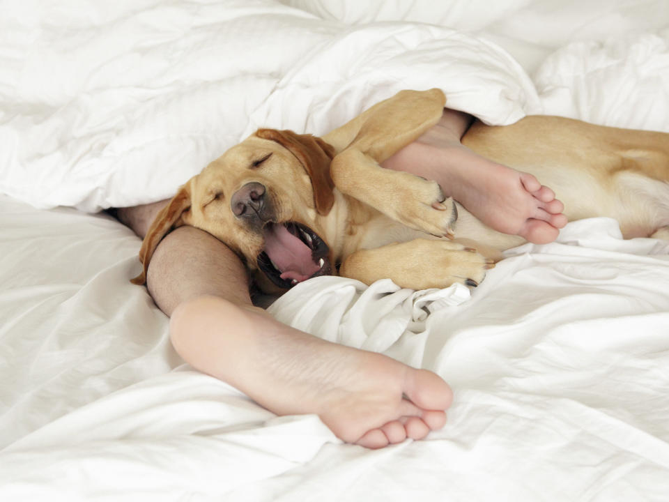 Many of us are guilty of letting our dogs sleep on our beds. (Getty Images)