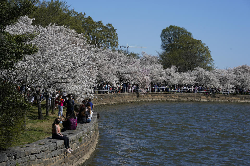 Yoshino cherry trees are in full bloom around the Tidal Basin in Washington, Tuesday, March 30, 2021, as the Jefferson Memorial is seen in the distance. The 2021 National Cherry Blossom Festival celebrates the original gift of 3,000 cherry trees from the city of Tokyo to the people of Washington in 1912. (AP Photo/Susan Walsh)