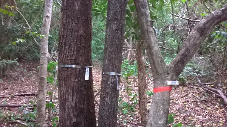 Trees with a metal measurement device wrapped around them.