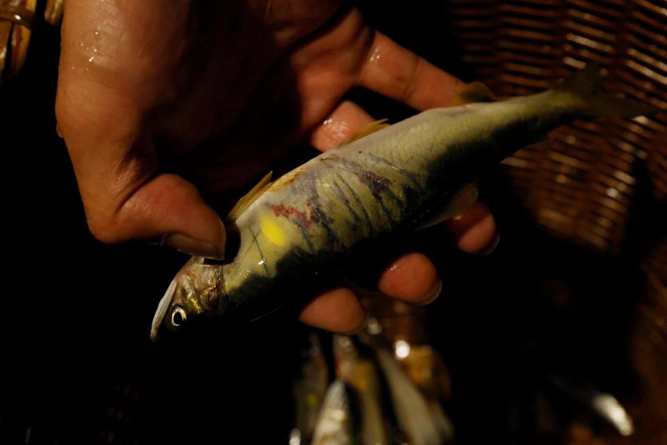 A photo of a hand holding a fish with several deep cuts from a cormorant beak on its body.