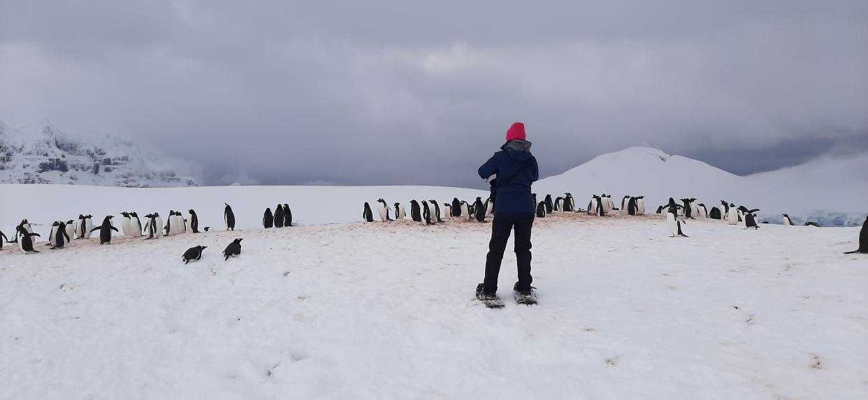 Resident penguins will need to be counted daily (Lucy Bruzzone/UKAHT/PA)