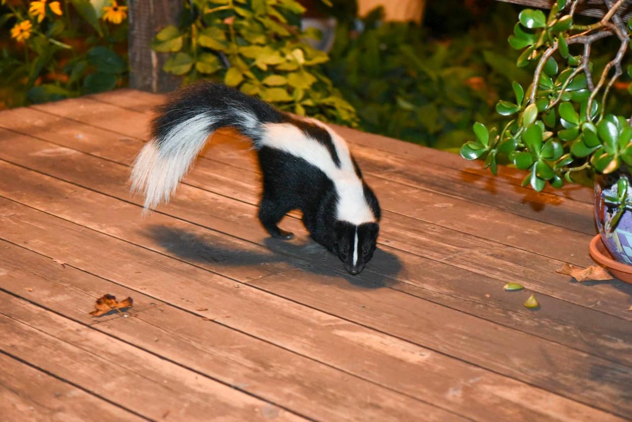 Skunk Removal Cost