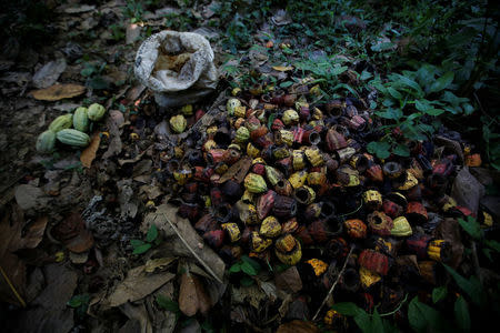 Opened cocoa pods are seen at the plantation of Yoffre Echarri in Caruao, Venezuela October 24, 2017. REUTERS/Carlos Garcia Rawlins