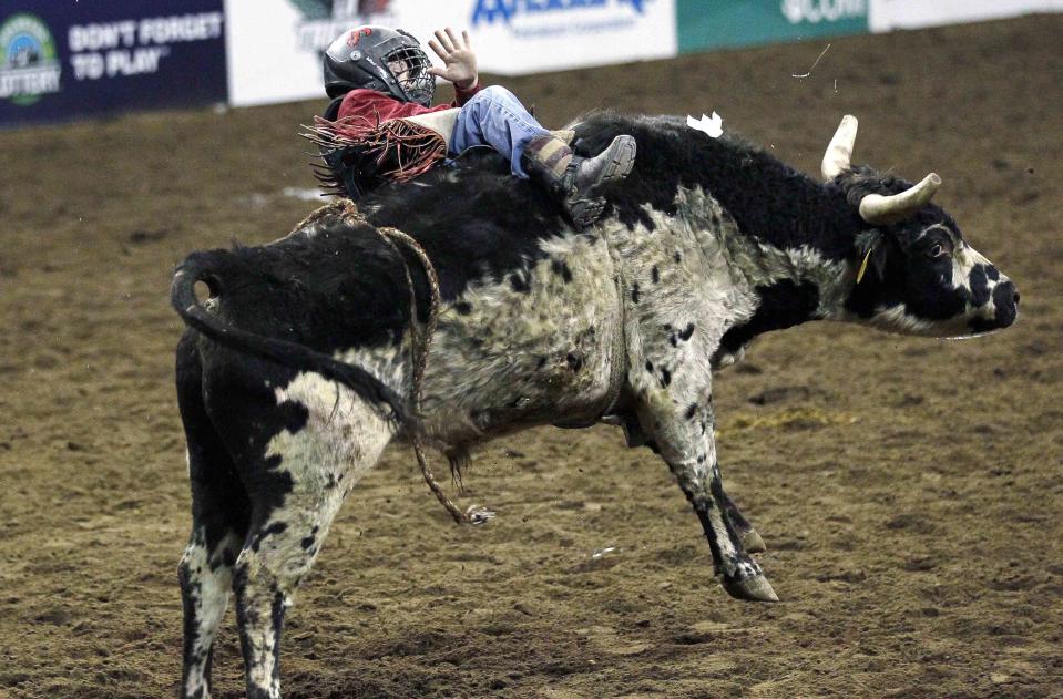 Ryan Grace, 10, hangs on in the mini bull riding competition at the 108th National Western Stock Show in Denver January 11, 2014. The show, which features more than 15,000 head of livestock, opened on Saturday and runs through January 26. REUTERS/Rick Wilking (UNITED STATES - Tags: ANIMALS SOCIETY)