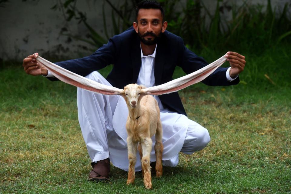 Breeder Mohammad Hasan Narejo displays the ears of his goat Simba