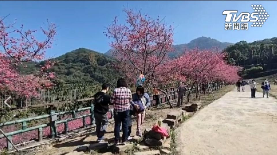 半天岩私房櫻花園3月1日休園 何宜信/攝