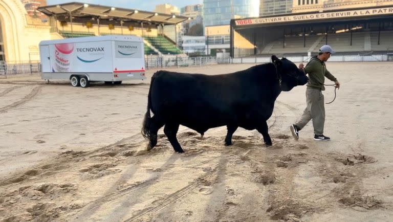 Salvador es un toro junior de 1050 kilos