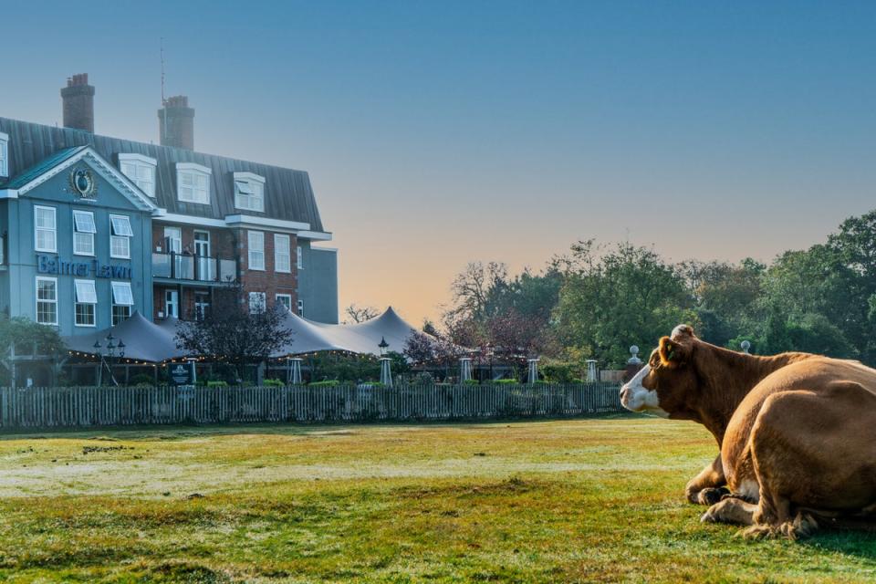 You might just wake up to some four-legged locals grazing outside your window here (Balmer Lawn)