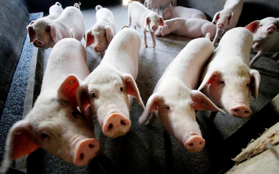 An outbreak of African swine fever could devastate Landscape  the UK pig industry - AP