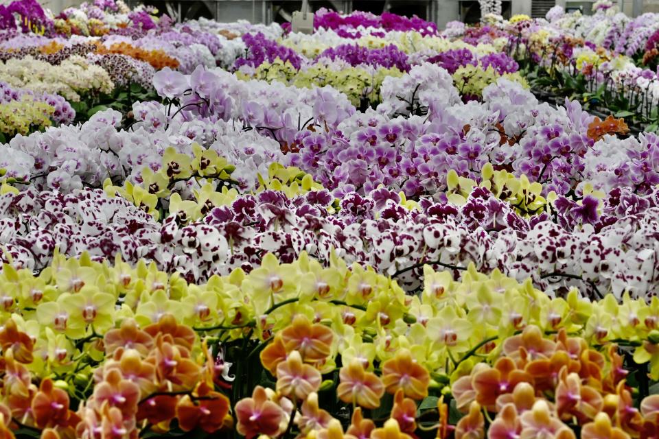 A general view shows orchid flowers at the Char Ming Agriculture showroom in Tainan, southern Taiwan, on March 6, 2020.